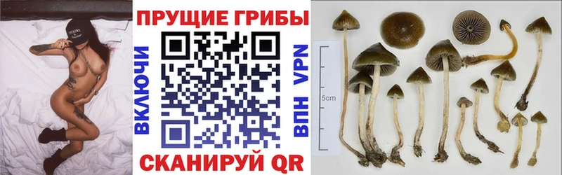 Галлюциногенные грибы мухоморы  где купить наркоту  Дербент 